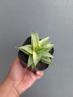 Sansevieria Sweet Calery Variegated, real gallery image #11 plants. Picture taken directly from kaktus.id community Sansevieria farmer green houses.