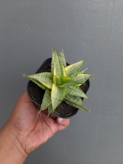 Sansevieria Sweet Calery Variegated, real gallery image #12 plants. Picture taken directly from kaktus.id community Sansevieria farmer green houses.