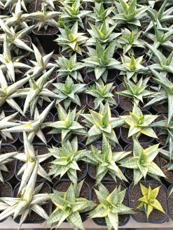 Sansevieria Sweet Calery Variegated, real gallery image #1 plants. Picture taken directly from kaktus.id community Sansevieria farmer green houses.