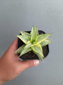 Sansevieria Sweet Calery Variegated, real gallery image #3 plants. Picture taken directly from kaktus.id community Sansevieria farmer green houses.