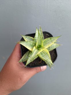 Sansevieria Sweet Calery Variegated, real gallery image #4 plants. Picture taken directly from kaktus.id community Sansevieria farmer green houses.