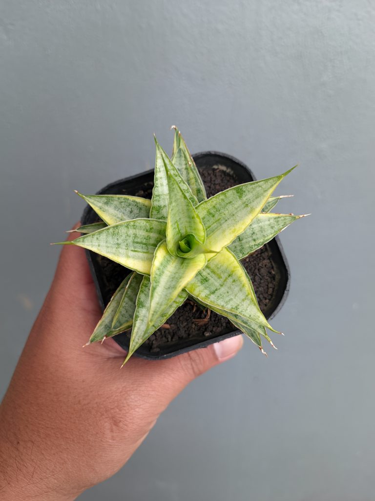 kaktus.id