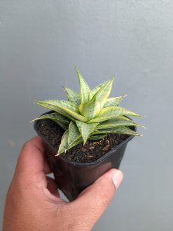 Sansevieria Sweet Calery Variegated, real gallery image #6 plants. Picture taken directly from kaktus.id community Sansevieria farmer green houses.