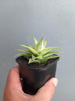 Sansevieria Sweet Calery Variegated, real gallery image #7 plants. Picture taken directly from kaktus.id community Sansevieria farmer green houses.