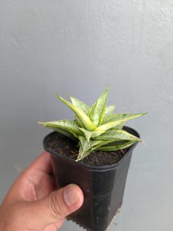 Sansevieria Sweet Calery Variegated, real gallery image #8 plants. Picture taken directly from kaktus.id community Sansevieria farmer green houses.