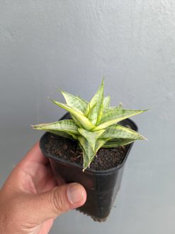 Sansevieria Sweet Calery Variegated, real gallery image #9 plants. Picture taken directly from kaktus.id community Sansevieria farmer green houses.
