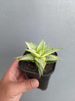 Sansevieria Sweet Calery Variegated, real gallery image #10 plants. Picture taken directly from kaktus.id community Sansevieria farmer green houses.