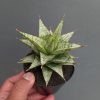 Sansevieria Deasy, real feature image plant. Picture taken directly from kaktus.id community Sansevieria farmer green houses.