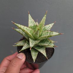 Sansevieria Deasy, real feature image plant. Picture taken directly from kaktus.id community Sansevieria farmer green houses.
