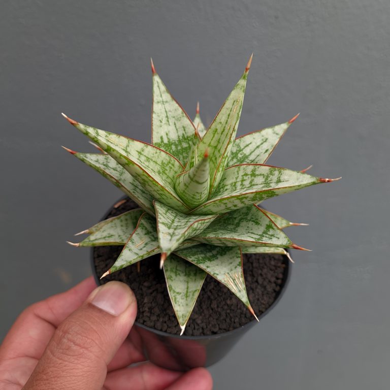 1382. Sansevieria Deasy