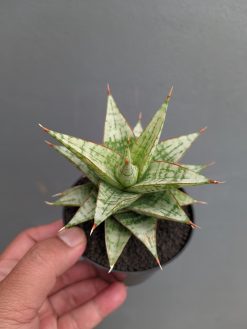 Sansevieria Deasy, real gallery image #2 plants. Picture taken directly from kaktus.id community Sansevieria farmer green houses.