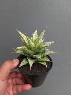 Sansevieria Deasy, real gallery image #11 plants. Picture taken directly from kaktus.id community Sansevieria farmer green houses.