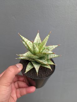 Sansevieria Deasy, real gallery image #12 plants. Picture taken directly from kaktus.id community Sansevieria farmer green houses.