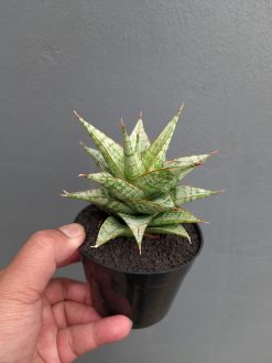 Sansevieria Deasy, real gallery image #13 plants. Picture taken directly from kaktus.id community Sansevieria farmer green houses.
