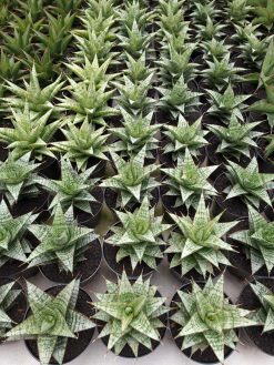 Sansevieria Deasy, real gallery image #1 plants. Picture taken directly from kaktus.id community Sansevieria farmer green houses.