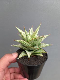 Sansevieria Deasy, real gallery image #3 plants. Picture taken directly from kaktus.id community Sansevieria farmer green houses.