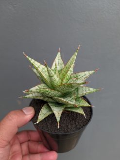 Sansevieria Deasy, real gallery image #4 plants. Picture taken directly from kaktus.id community Sansevieria farmer green houses.