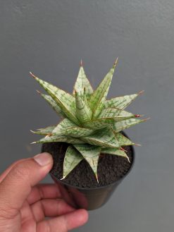 Sansevieria Deasy, real gallery image #5 plants. Picture taken directly from kaktus.id community Sansevieria farmer green houses.
