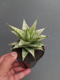 Sansevieria Deasy, real gallery image #6 plants. Picture taken directly from kaktus.id community Sansevieria farmer green houses.