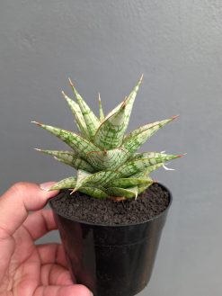 Sansevieria Deasy, real gallery image #7 plants. Picture taken directly from kaktus.id community Sansevieria farmer green houses.