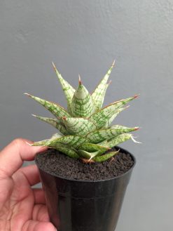 Sansevieria Deasy, real gallery image #8 plants. Picture taken directly from kaktus.id community Sansevieria farmer green houses.