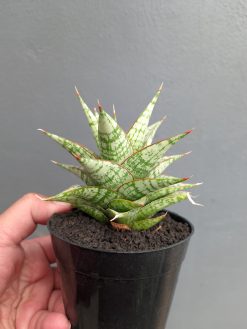 Sansevieria Deasy, real gallery image #9 plants. Picture taken directly from kaktus.id community Sansevieria farmer green houses.