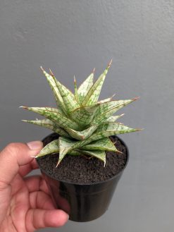 Sansevieria Deasy, real gallery image #10 plants. Picture taken directly from kaktus.id community Sansevieria farmer green houses.