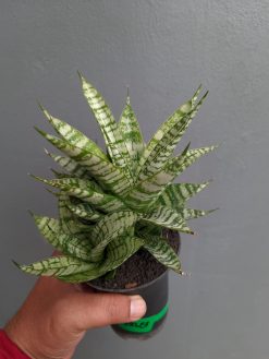 Sansevieria Pandawa Size 12 Cm, real gallery image #1 plants. Picture taken directly from kaktus.id community Sansevieria farmer green houses.