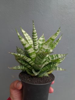 Sansevieria Pandawa Size 12 Cm, real gallery image #2 plants. Picture taken directly from kaktus.id community Sansevieria farmer green houses.