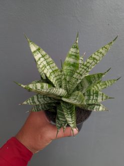 Sansevieria Pandawa Size 12 Cm, real gallery image #3 plants. Picture taken directly from kaktus.id community Sansevieria farmer green houses.