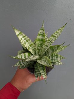 Sansevieria Pandawa Size 12 Cm, real gallery image #4 plants. Picture taken directly from kaktus.id community Sansevieria farmer green houses.