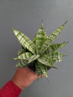 Sansevieria Pandawa Size 12 Cm, real gallery image #5 plants. Picture taken directly from kaktus.id community Sansevieria farmer green houses.