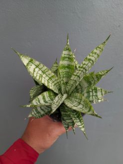 Sansevieria Pandawa Size 12 Cm, real gallery image #6 plants. Picture taken directly from kaktus.id community Sansevieria farmer green houses.