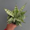 Sansevieria Pandawa Size 12 Cm, real feature image plant. Picture taken directly from kaktus.id community Sansevieria farmer green houses.
