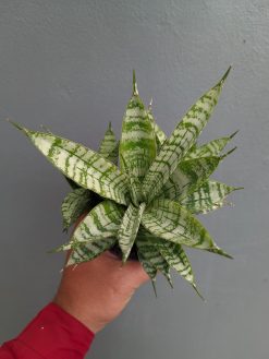 Sansevieria Pandawa Size 12 Cm, real gallery image #8 plants. Picture taken directly from kaktus.id community Sansevieria farmer green houses.