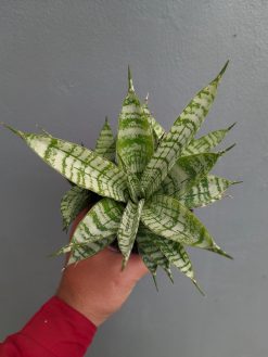 Sansevieria Pandawa Size 12 Cm, real gallery image #9 plants. Picture taken directly from kaktus.id community Sansevieria farmer green houses.