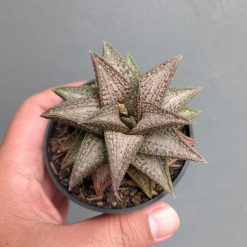 Haworthia Kintaikyo, real feature image plant. Picture taken directly from kaktus.id community Haworthia farmer green houses.