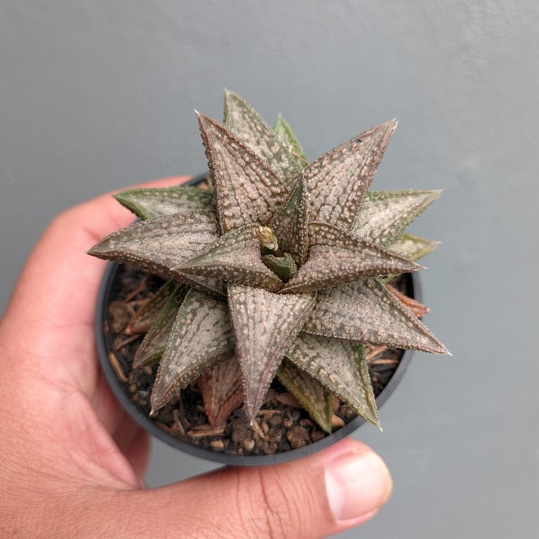 1384. Haworthia Kintaikyo