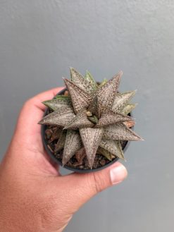 Haworthia Kintaikyo, real gallery image #2 plants. Picture taken directly from kaktus.id community Haworthia farmer green houses.