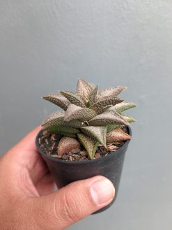 Haworthia Kintaikyo, real gallery image #3 plants. Picture taken directly from kaktus.id community Haworthia farmer green houses.