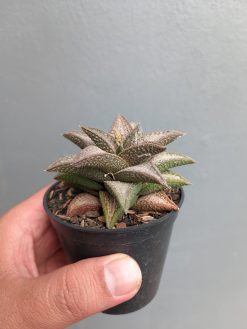 Haworthia Kintaikyo, real gallery image #1 plants. Picture taken directly from kaktus.id community Haworthia farmer green houses.