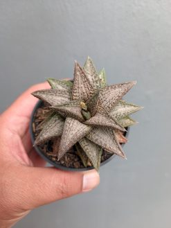 Haworthia Kintaikyo, real gallery image #4 plants. Picture taken directly from kaktus.id community Haworthia farmer green houses.