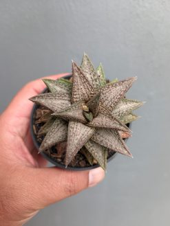 Haworthia Kintaikyo, real gallery image #5 plants. Picture taken directly from kaktus.id community Haworthia farmer green houses.