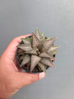 Haworthia Kintaikyo, real gallery image #6 plants. Picture taken directly from kaktus.id community Haworthia farmer green houses.