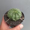 Euphorbia Valida, real feature image plant. Picture taken directly from kaktus.id community Euphorbia farmer green houses.