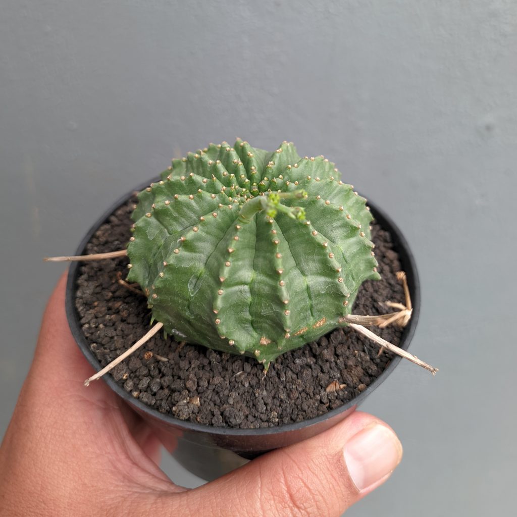 kaktus.id