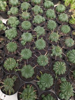 Euphorbia Valida, real gallery image #1 plants. Picture taken directly from kaktus.id community Euphorbia farmer green houses.