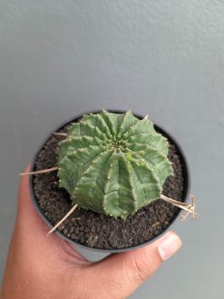 Euphorbia Valida, real gallery image #2 plants. Picture taken directly from kaktus.id community Euphorbia farmer green houses.