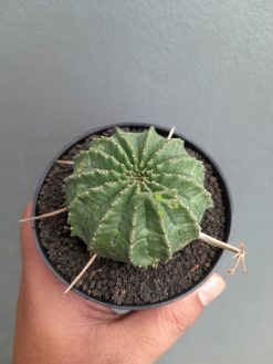Euphorbia Valida, real gallery image #3 plants. Picture taken directly from kaktus.id community Euphorbia farmer green houses.