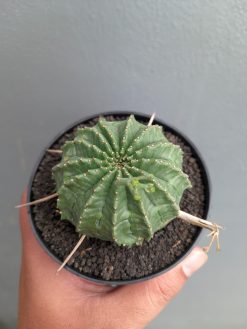 Euphorbia Valida, real gallery image #4 plants. Picture taken directly from kaktus.id community Euphorbia farmer green houses.